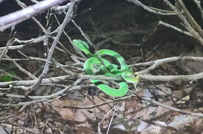 ▲宝来夜间生态导览活动中与美丽的蛇相遇。　图：茂林国家风景区管理处／提供