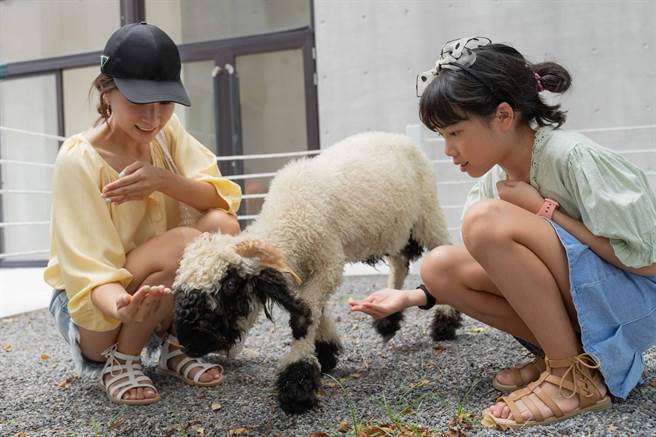 宜蘭五結新打卡地標「黑RURU CAFE」萌寵咖啡廳即將於8月1日起開放試營運。（綠舞提供）