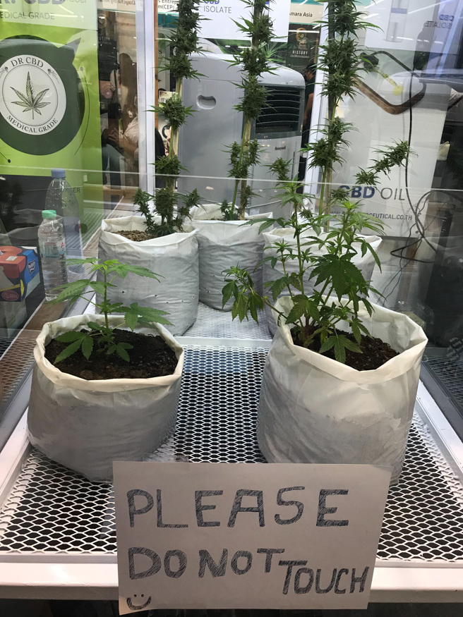 2018年，泰國成為第一個允許大麻合法用於醫療與研究的東南亞國家，上月進一步將大麻從毒品管制名單中移除，創造經濟利益。（圖 /中央社）