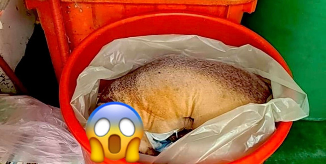 新竹市浪愛傳遞協會收到通報，表示有狗被割喉棄屍。（圖／翻攝自邵柏森-虎哥救援大小事臉書）