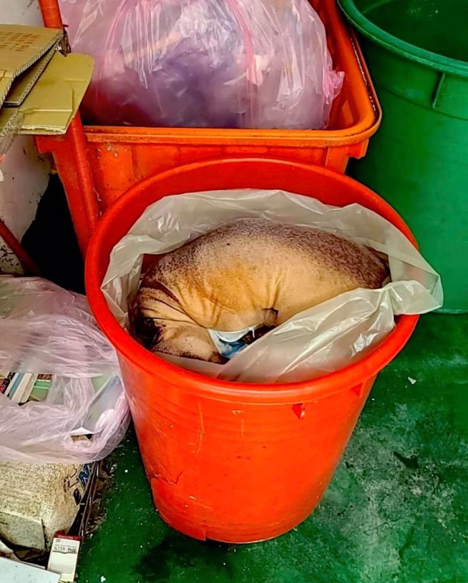 新竹市浪愛傳遞協會收到通報，表示有狗被割喉棄屍，後來發現只是虛驚一場。（圖／翻攝自邵柏森-虎哥救援大小事臉書）