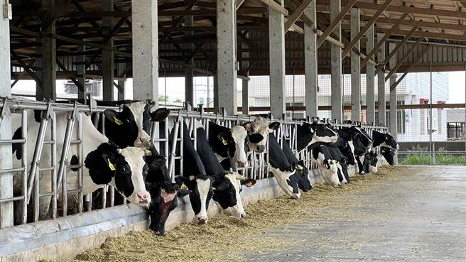 台南酪农表示，目前饲料价格仍持续攀升，让生产成本高居不下。（本报资料照片）