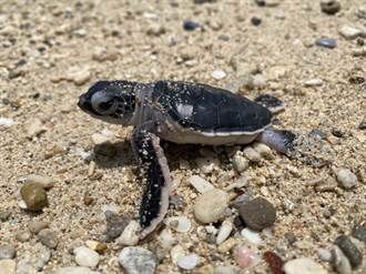 琉球嶼海龜產卵 海保署籲民眾勿打擾