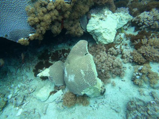 台東綠島潛水勝地石朗保護區，最近連續發生工程船錨鍊破壞珊瑚礁事件，潛水業者痛心形容「有如生物屠宰場」。
（圖/ 中央社）