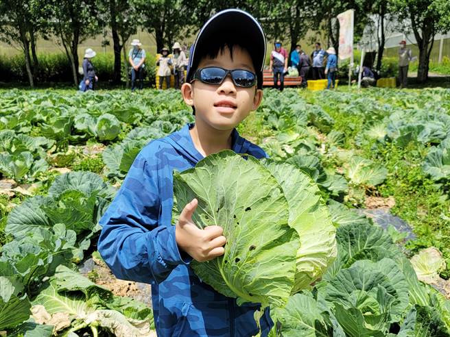 梅峰農場園區有機栽種高麗菜，遊客親自採摘後，將健康的有機蔬菜帶回家品嘗。（民眾提供）