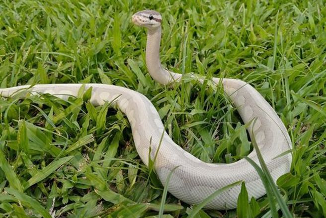 1名網友抱怨，別人遛狗遛貓沒關係，他溜蛇遭民眾檢舉，網笑：「蛇會吃人，有聽過貓吃人的嗎？」（圖／爆廢公社）