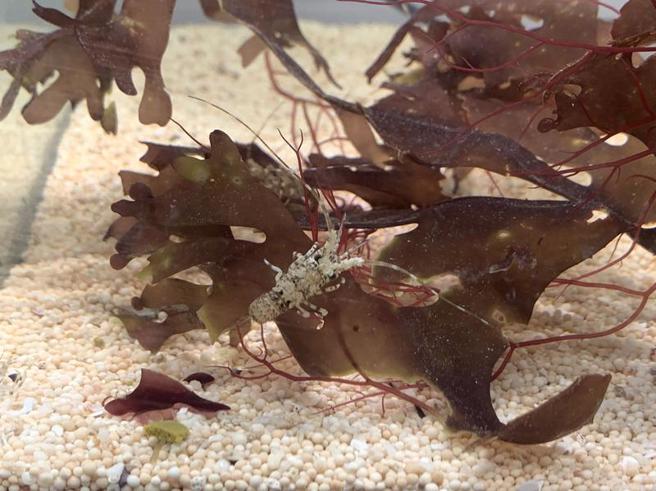 农委会水产试验所28日在2022亚洲生技大展展示最新龙虾养殖技术研发成果，水试所表示，波纹龙虾属于岩龙虾、脊龙虾，这类龙虾最初的浮游期需待180天才会沉底，这期间每一期饵料都要变化，目前无法有效以人工繁殖，只能靠进口海捞的2公分大透明虾苗（图）饲养。（图/ 中央社）