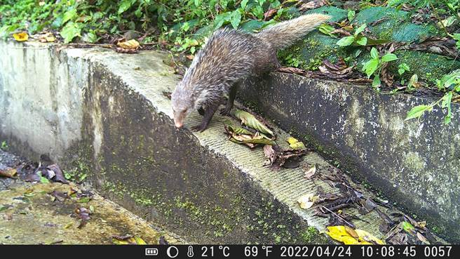 花莲林管处在西林林道设计「友善廊道」，拍到食蟹獴运用矩形排水沟混凝土斜坡道。（花莲林管处提供）
