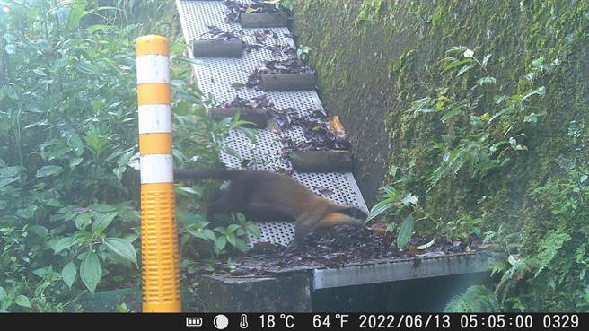 黄喉貂运用挡土墙百铁斜坡道。（花莲林管处提供）