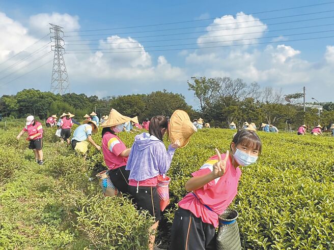 苗栗縣頭份市興華高中安排學生暑期走讀，體驗採茶工作。（讀者提供／謝明俊苗栗傳真）