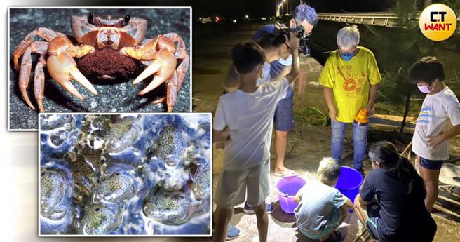 夏季正是母陆蟹释放幼苗的高峰期，许多志工护送陆蟹妈妈到海岸林，不仅陆蟹死亡率高，人类在护蟹过程中同样险象环生。(图／张进安摄、报系资料照)