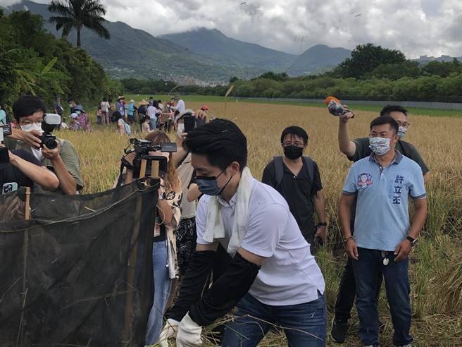 国民党台北市长参选人蒋万安参与北投割稻趣体验活动。（张芷瑜摄）