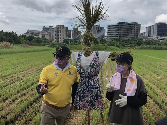 台北市副市長黃珊珊（右）今日出席北投割稻趣活動。（張芷瑜攝）