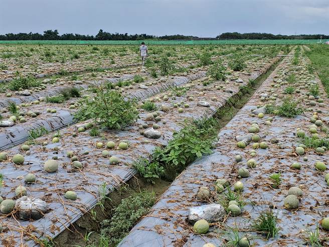 塑膠農地膜是雲林縣農民使用量最高的塑膠類資材，用途抑制雜草。（周麗蘭攝）