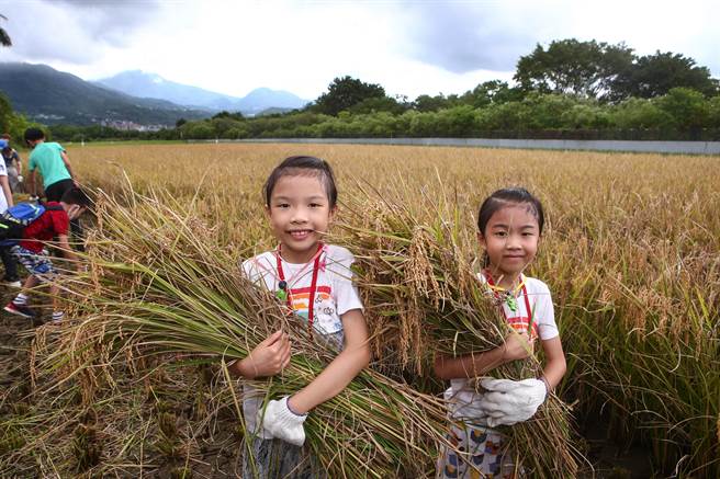 小朋友起个大早前往北投体验农民生活。（邓博仁摄）