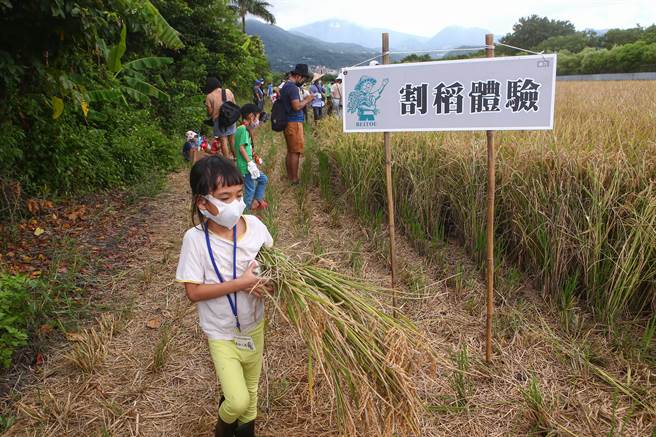 许多家长带着小朋友起个大早前往北投体验「2022北投割稻趣」农民生活。（邓博仁摄）