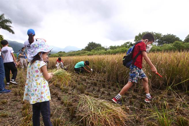 许多家长带着小朋友起个大早前往北投体验「2022北投割稻趣」农民生活。（邓博仁摄）