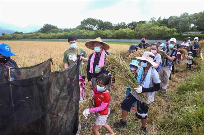 许多家长带着小朋友起个大早前往北投体验「2022北投割稻趣」纯手工的脱谷程序。（邓博仁摄）