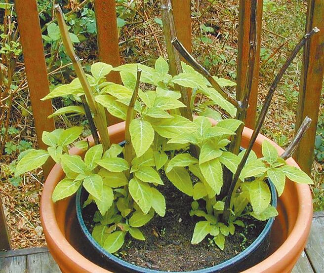 墨西哥鼠尾草國內愛好者稱「飛行草」、「夢幻草」，據說和吸食大麻效果相同，圖為未經採收、烘焙的植栽。（警方提供）