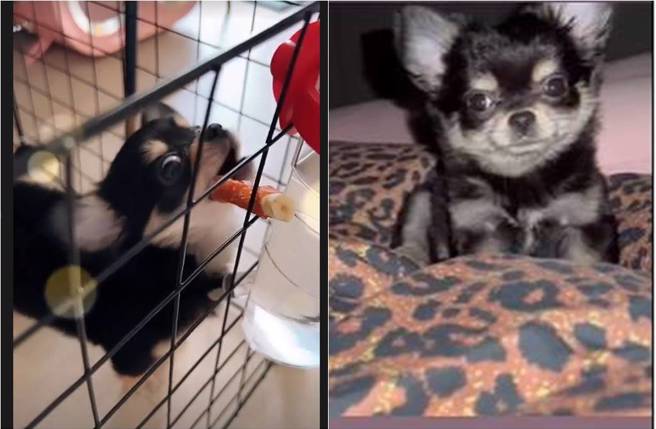 張柏芝的家庭新成員就是她飼養的愛犬。（圖／取材自張柏芝 Instagram）