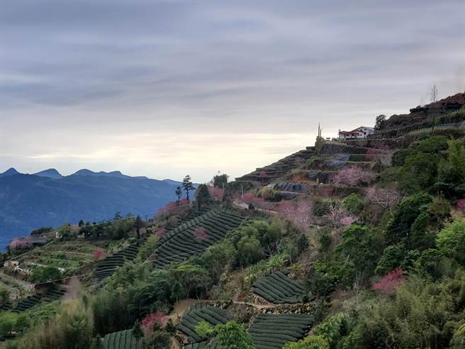 古坑乡草岭村的樱花季美景近年吸引数万人上山，图为石壁部落的樱花道与茶园美景。（周丽兰摄）