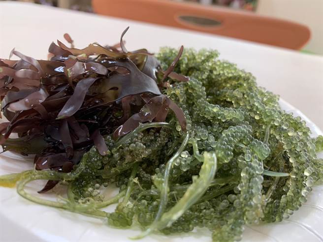 「绿色鱼子酱」之称的「海葡萄」和海带等大型水藻是夏日健康食品。（杨肃谦提供）