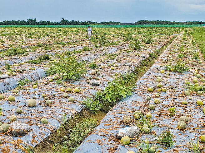塑胶农地膜可抑制杂草，是云林县农民使用量最高的塑胶类资材，因无厂商回收，去化很困难。（周丽兰摄）