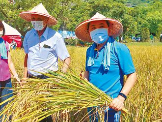 侯友宜表揚農友 體驗割稻、打穀樂