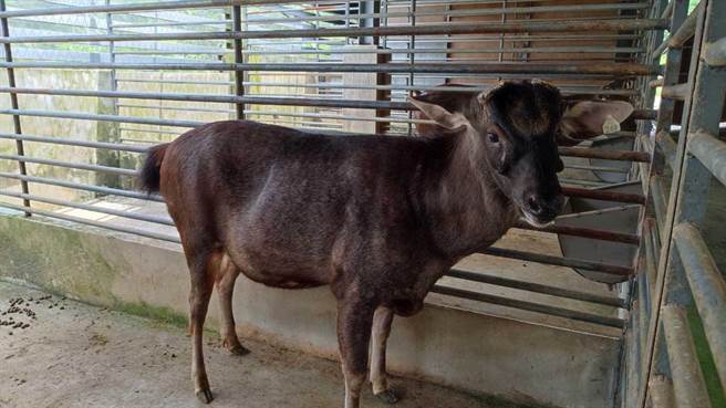 水鹿胆小又神经质，若没有顺利安抚在施打疫苗过程中对人、鹿都可能造成伤害。（新北市动保处提供）