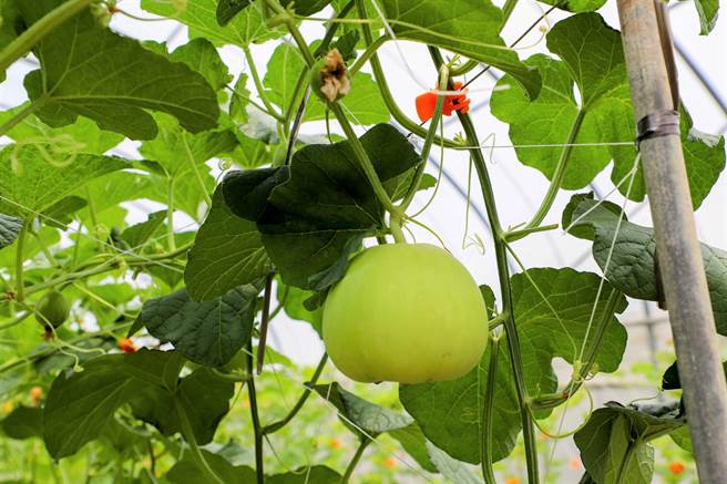 谢姓农民在嘉义县六脚乡崩山种植温室美浓瓜，即将进入採收期，7月30日却惊见园里700多颗美浓瓜一夜消失。（嘉义县政府提供∕吕妍庭嘉义传真）