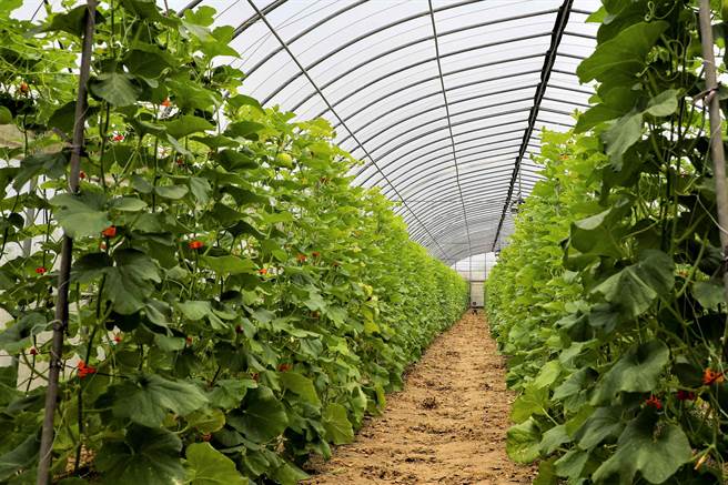 谢姓农民在嘉义县六脚乡崩山种植温室美浓瓜，即将进入採收期，7月30日却惊见园里700多颗美浓瓜一夜消失。（嘉义县政府提供∕吕妍庭嘉义传真）