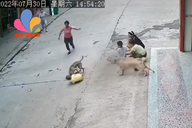 大黄狗见流浪狗攻击男童，立刻英勇猛扑，成功把流浪狗赶走。(图/翻摄自太原广播电视报)