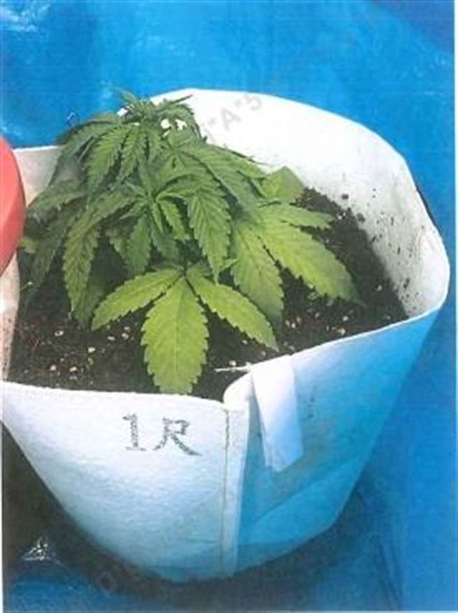 甜点店负责人栽种大麻3株遭逮。（翻摄画面）