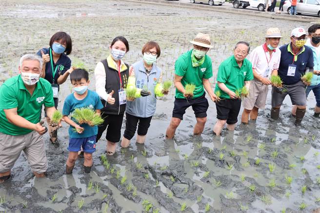 四健会７０周年，今天在苗栗苑里镇举办举办彩绘稻田种稻活动。（李京升摄）