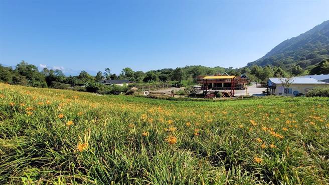 玉里镇赤科山金针花已进入初开期，这两天山上持续下降雨，纾解旱象，金针花田已见到金针花绽放。（玉溪农会提供／王志伟花莲传真）