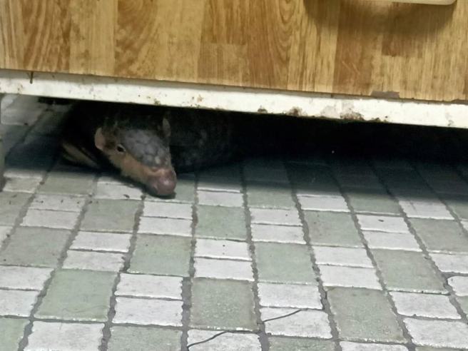 网友发现家中厨房柜子下方露出小头，仔细看原来是只成年穿山甲，他之后将穿山甲赶到墙角，抓起后拿到外头野放，照片曝光其他网友纷纷直呼好可爱。（翻摄自脸书「爆废公社」）