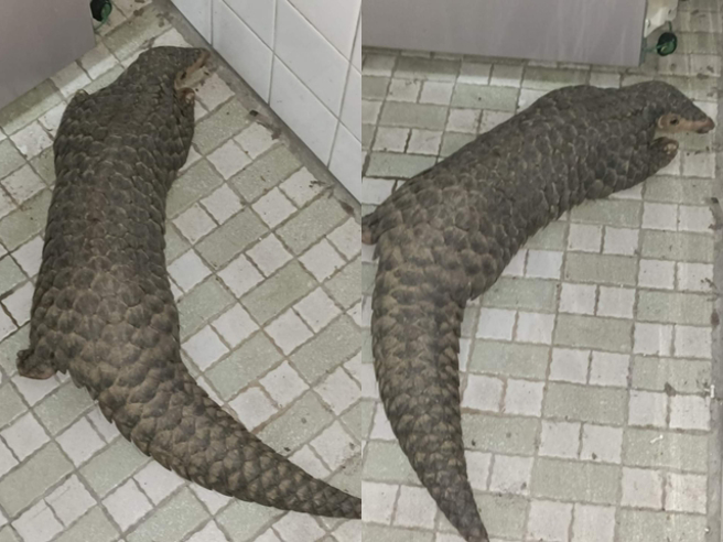 网友发现家中厨房柜子下方露出小头，仔细看原来是只成年穿山甲，他之后将穿山甲赶到墙角，抓起后拿到外头野放，照片曝光其他网友纷纷直呼好可爱。（翻摄自脸书「爆废公社」）