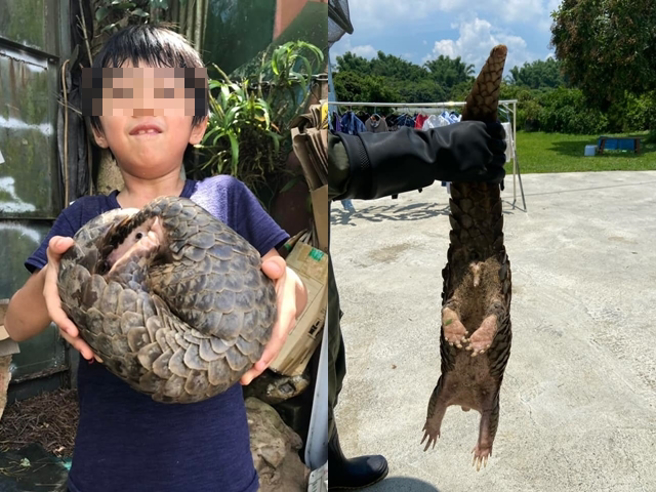 也有不少网友分享遇到野生穿山甲的照片。（翻摄自脸书「爆废公社」）