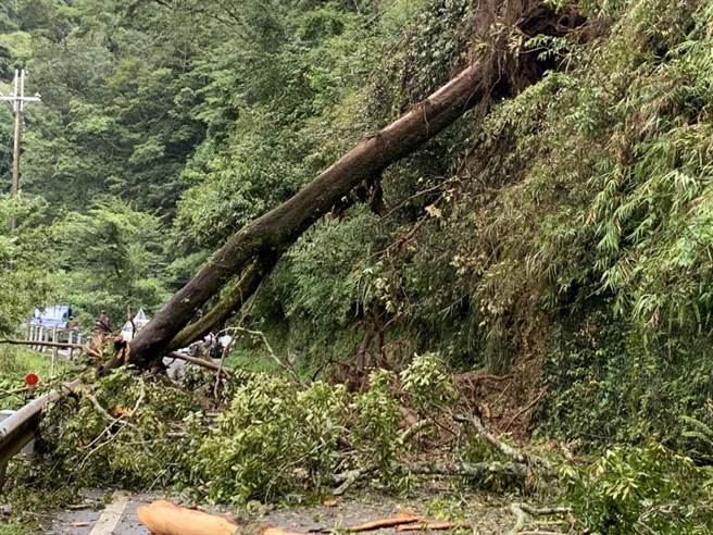 台8线69.3K德基路段2日发生上边坡树木倒塌，造成道路双向受阻，目前已抢通。（民眾提供／陈淑娥台中传真）