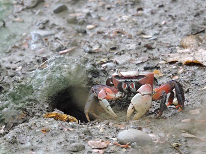 高雄市援中港湿地保育有成，7日在湿地西区周边将举办「清净环境 守护陆蟹」环境维护公益活动，邀民眾一同参与。（图/ 中央社）