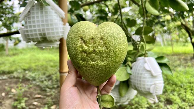 台南麻豆今年试种「心型文旦」，外观还可烙印出「MADOU」（麻豆）的字样。（张毓翎摄）