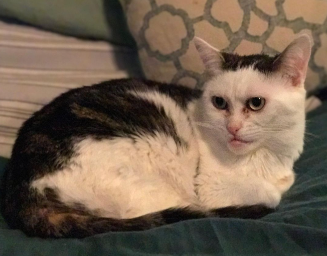 人臉怪貓「馬拉虎奇」擁有戽斗下巴，長相詭異而被棄養，如今牠竟成為擁有5.9萬粉絲的網紅。(圖翻攝自IG/buscemi_cat)