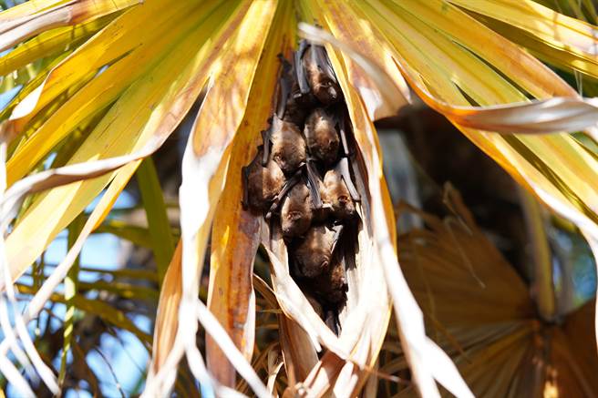 台北市蝙蝠保育学会研究员徐昭龙在乌树林休閒园区，拍摄到高头蝠栖息在蒲葵树的画面。（徐昭龙提供／张毓翎台南传真）