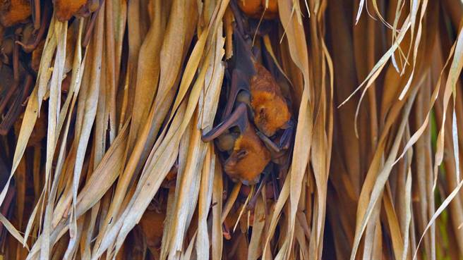 高头蝠喂宝宝喝奶的画面。（徐昭龙提供／张毓翎台南传真）