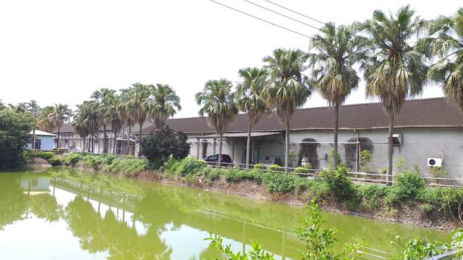 乌树林休閒园区拥有上百棵的蒲葵树，成了高头蝠的重要栖地。（徐昭龙提供／张毓翎台南传真）