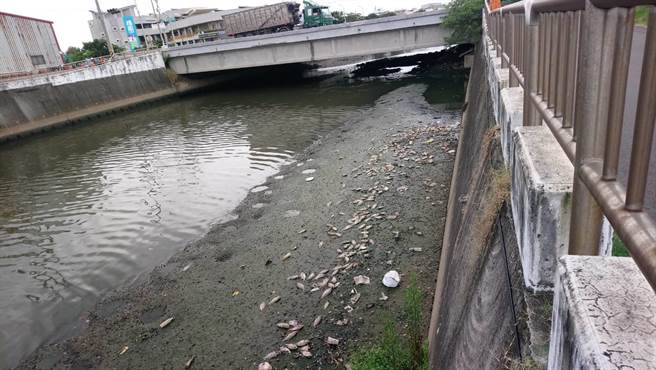 梧棲大排文化大橋西側，今天又發現魚群暴斃散發嗆鼻惡臭，讓附近居民飽受荼毒，苦不堪言。（民眾提供）