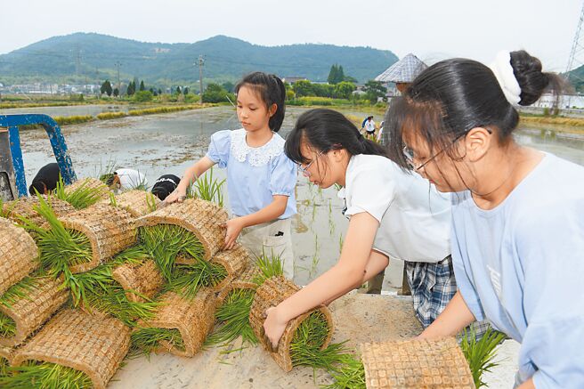 「双减」实施效果的研究显示，实施1年后青少年的忧郁症状减少78.6％之多，但值得注意的是，父母焦虑症状却明显的上升、增幅约12.8％。图为大陆中学生在一家农场体验插秧。（新华社）