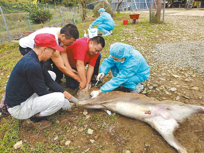 透过驯鹿达人廖彬兴（白衣者）协助，接受检疫的水鹿不再「小鹿乱撞」，让人鹿都平安。（新北市动保处提供／吕健豪新北传真）