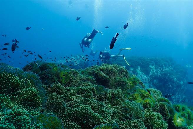 泰国湾到处都是热带海洋生物，世界各地的旅客来苏梅岛潜水，体验这个水下仙境。（泰国观光局提供）