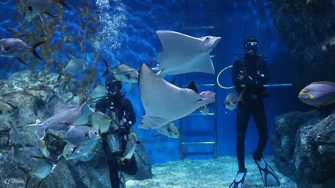 曼谷暹罗海洋世界能搭乘暹罗海洋世界的玻璃船与海底动物互动。（Klook提供）